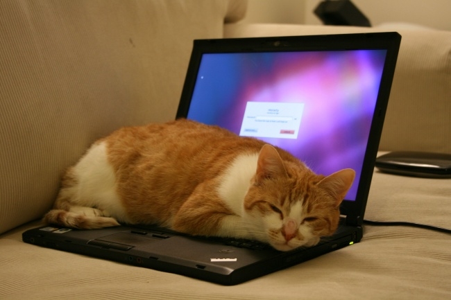 Tránh vật nuôi với laptop